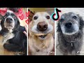 Dogs Doing Funny Things TIK TOK Compilation ~ Cutest Doggos of TikTok ~ Puppies