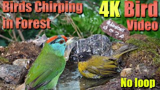 Cat TV | Dog TV! 4HRS of Soothing Birdbath with Birds Chirping for Separation Anxiety, No Loop! A144
