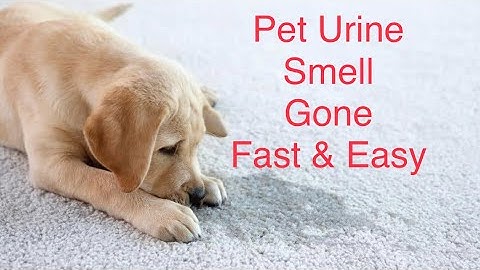 Get Rid of Pet Urine / Pee Smell in Carpet Fast Cheap and Easy