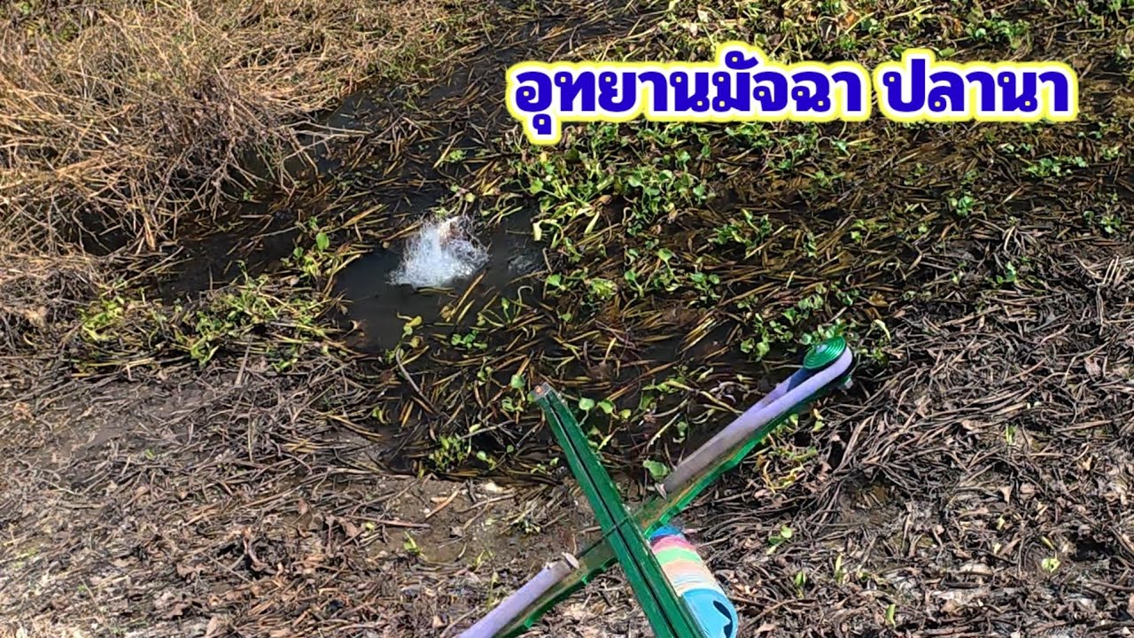 มัจฉาพาเพลิน