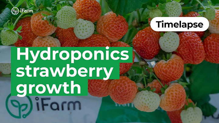 First experiment strawberry growth in iFarm indoor farm timelapse 2017