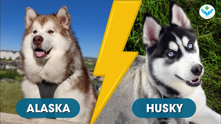 So sánh chó alaska và husky năm 2024