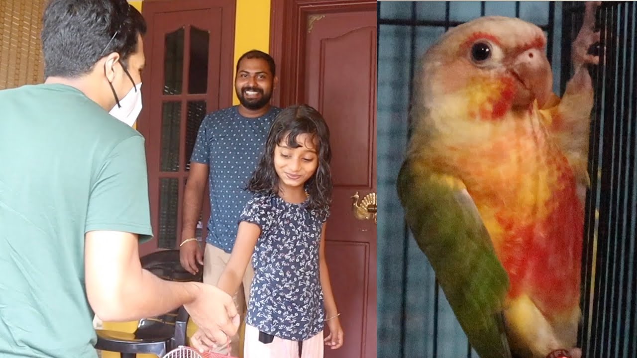 Pineapple Conure Chick നെ വെറുതെ കൊടുത്തു Pineapple Conure Chick