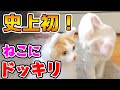 【史上初！】ねこにドッキリ！？本人に瓜二つの人形と対面〜らいちゃん編〜