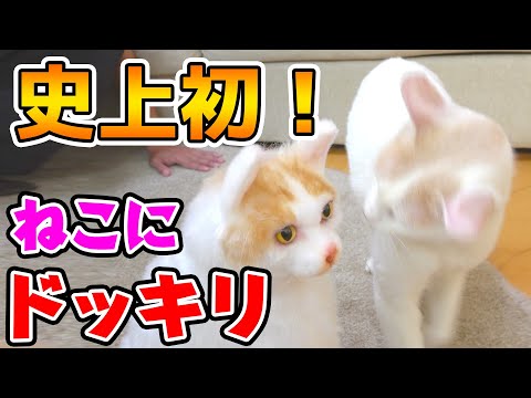 【史上初！】ねこにドッキリ！？本人に瓜二つの人形と対面〜らいちゃん編〜