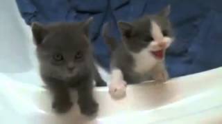 Подборка приколов. Кошки. Самые милые котята на свете белом. Подборка приколов. Кошки. Самые милые котята на свете белом.