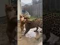 House Cat🐈Battles a 🐆Leopard in the Muddy Backyard!家の猫🐈が泥だらけの裏庭で🐆ヒョウと戦う집 고양이🐈가 진흙투성이 뒷마당에서 🐆표범과 싸운다!