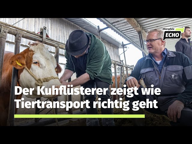 Der Kuhflüsterer Roland Dengler zeigt den sicheren Umgang mit Kühen und Rindern beim Tiertransport