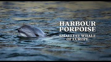 The Harbour Porpoise: Why we should know about this animal.