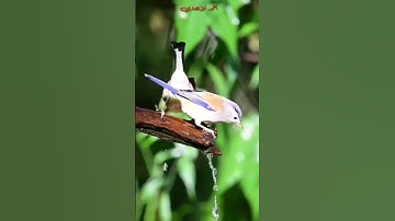 تلاوة مباركة من سورة الأحزاب . الشيخ سيد سعيد