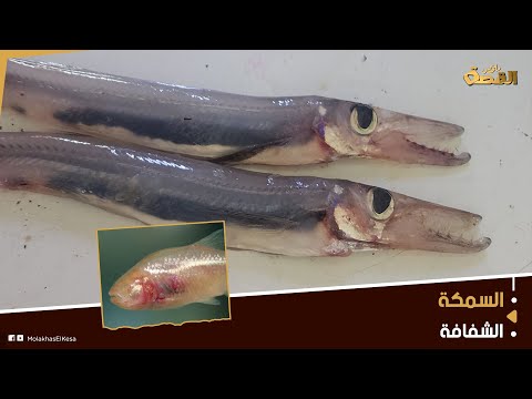 السمكة الشفافة تظهر في المياه السورية مزاد خاص لبيعها ومطالبات بتكثيف الأبحاث لكشف أسرارها