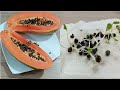 como germinar una papaya en casa FACIL TRUCO sembrar papayas en casa