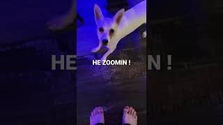 My Dog Is FAST AF #dogs #funny #animals @RDBTheRedDeath