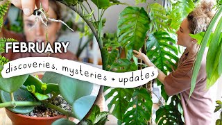 This Month Brought Some CHANGES! 🌱 Discoveries + Updates In My 300+ Houseplant Collection