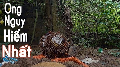 Ong Rừng TV | Loài ong bắp cày nguy hiểm nhất - phá tất cả các loài ong
