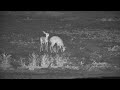 Steenbok Mating Attempt | Ranger Insights