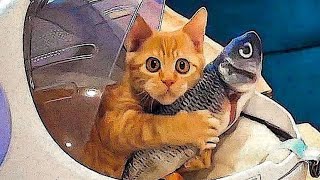 Funniest Animals  Best Funny Dogs and Cats Compilation 2024 #23