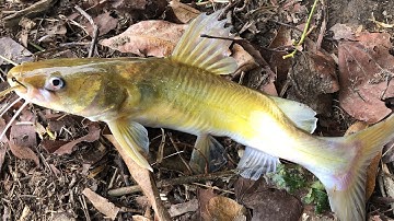 Cắm Câu Cá Lăng Khi Mùa Mưa Bắt Đầu | fishing for a living 127