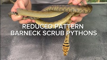 REDUCED PATTERN BARNECK SCRUB PYTHONS | MOST UNDERRATED BARNECK?