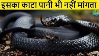ब्लैक माम्बा Black Mamba Snake Documentary in Hindi | Most Venomous Snake in the World | Reptiles