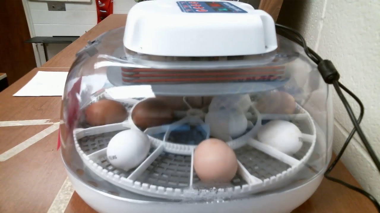 Hatch Cam - Due date October 14-15