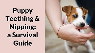 3 Important Tips for Teething Puppies!