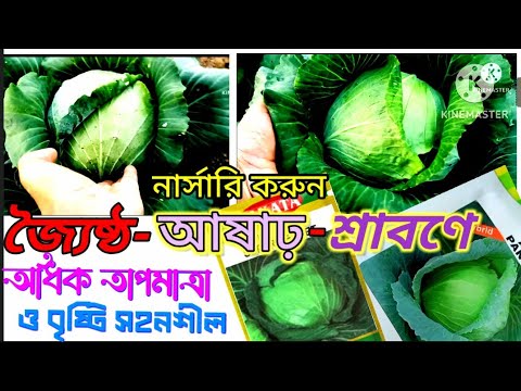 ভিডিও: আর্লি বাঁধাকপি: জাত, চাষের বৈশিষ্ট্য