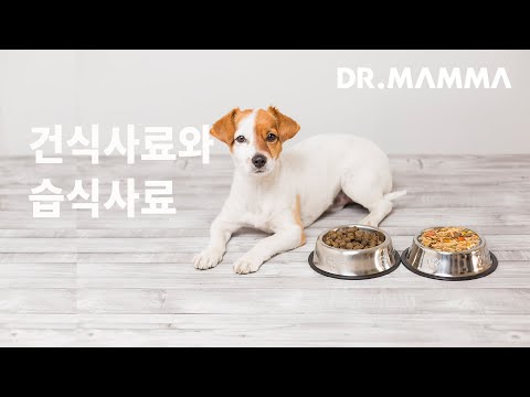 반려견 건식사료 vs 습식사료 장단점 ㅣ 닥터맘마 수의사팀