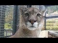 2019.3.3 Puma　ピューマ　アルタイル（2歳♂）　（日本平動物園）