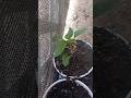 Grow like a pro healthy chili plant 🌱 #ytshorts #chilli #gardening