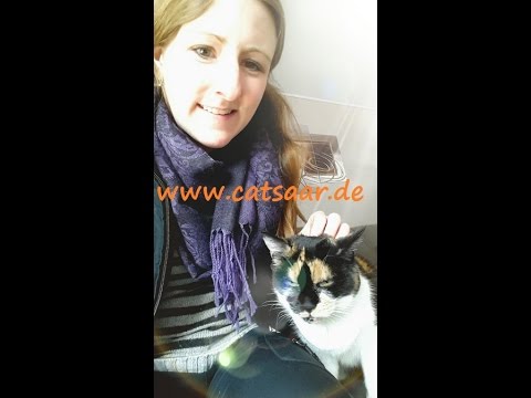 Video: Wie man eine Katze massiert (mit Bildern)