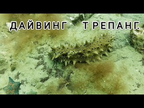 Видео: Богатства японского моря. Дайвинг Владивосток. Дайвинг Приморья. Подводный мир дайвинг.