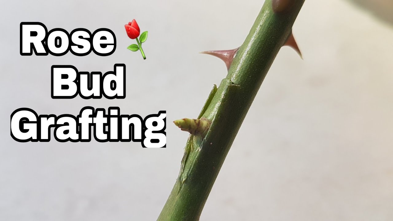 Rose grafting | Rose bud grafting | How to Graft rose ...