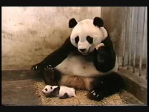 baby panda sneezing with