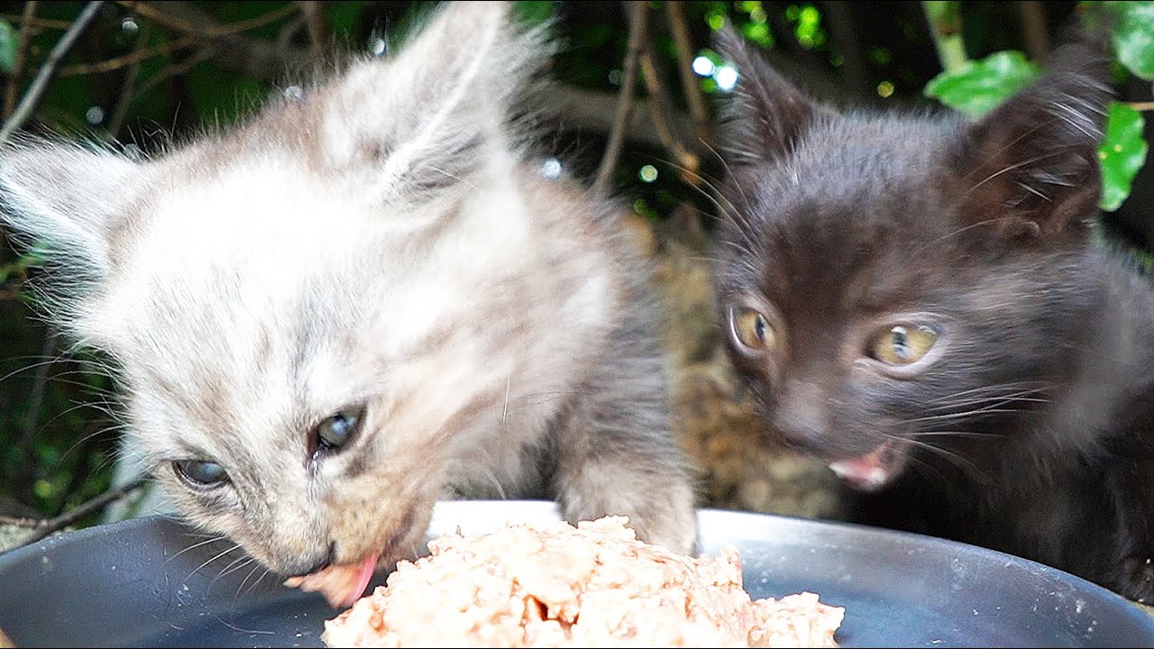 Я накормил голодных котят