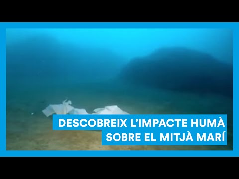 Vídeo: El peix més gran dels rius i oceans