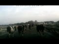 Коровы Trimmed