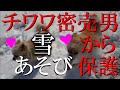 密売者から保護したチワワ達　雪の中で遊ぶ　#どうぶつ虐待Gメン。※チャンネル登録お願いします。※Subscribe to the channel.