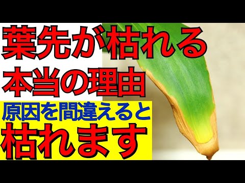 観葉植物の葉先が茶色くなる本当の原因と対策と予防策を教えます【観葉植物の育て方】ガーデニング、園芸