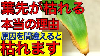 観葉植物の葉先が茶色くなる本当の原因と対策と予防策を教えます【観葉植物の育て方】ガーデニング、園芸