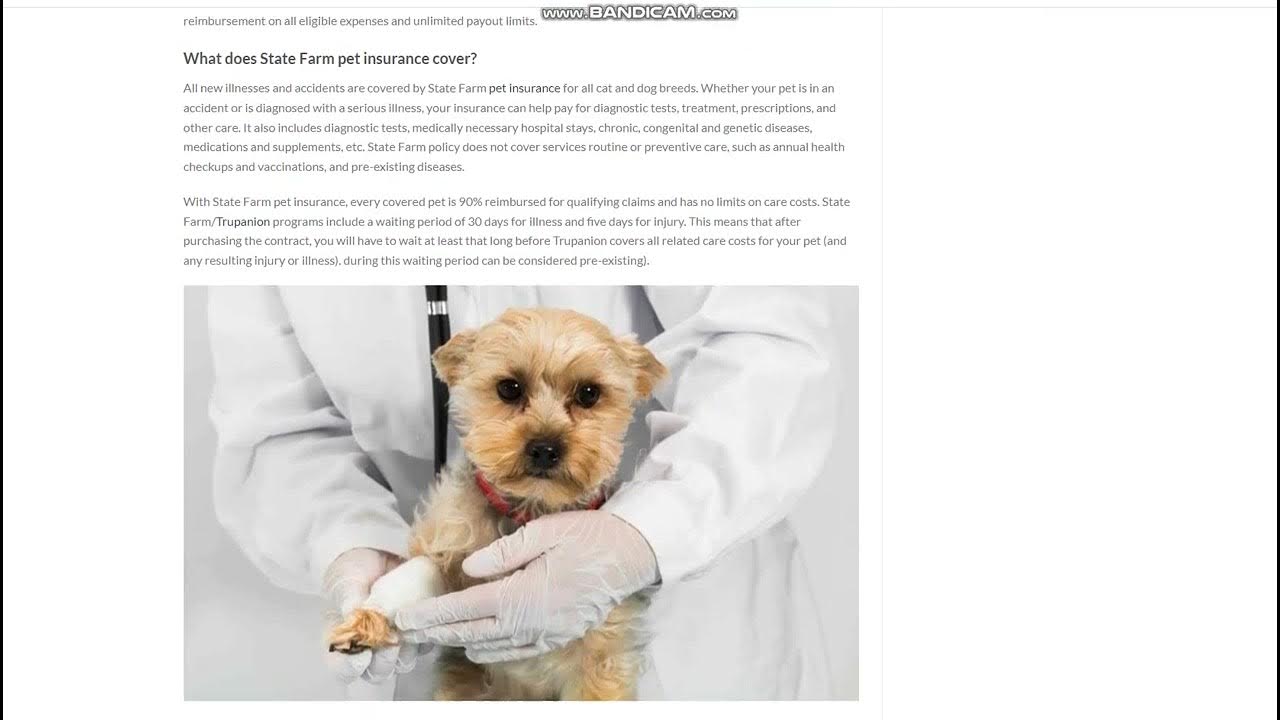 State Farm Pet Insurance Is It Necessary For Your Pet YouTube