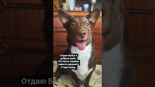 хозяин предал собаку #юмор #собака #животные #кот #шортс #рекомендации #лайк #подпишись
