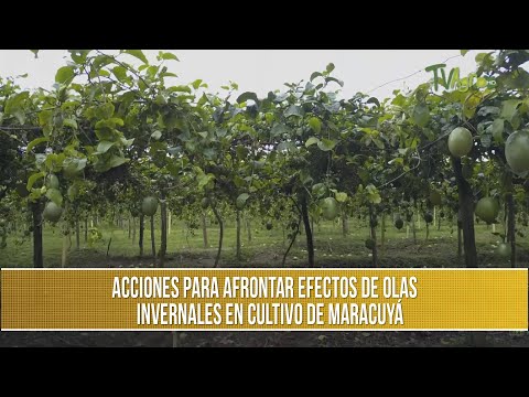 Video: Control de malezas de pasiflora - Cómo manejar la planta de pasiflora Maypop