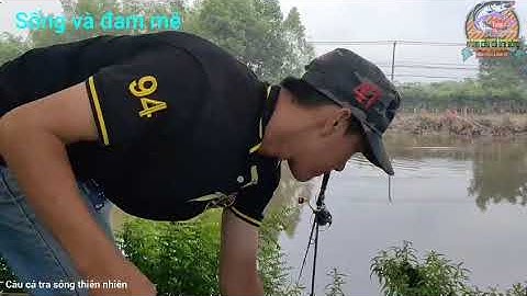 Câu cá tra sông _thiên nhiên điểm câu cá tra lý tưởng @songvadamme
