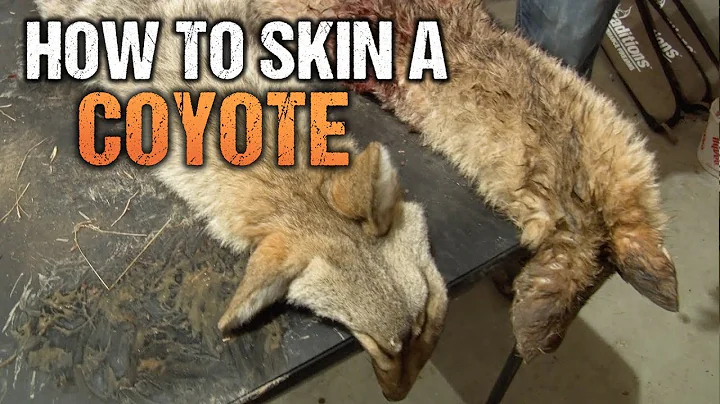 From Pelt to Profit: How to Skin a Coyote