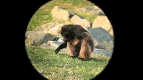 GENETIC EVIDENCE FOR EVOLUTION: THE NESTED HIERARCHY OF LIFE