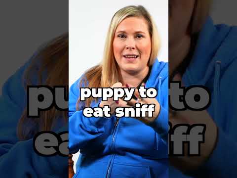 Video: Meget høflig Pug hjælper en kvinde Pop spørgsmålet til kærligheden af hendes liv