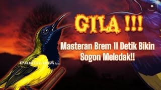 Download Lagu 🔴 MASTERAN SOGON BREM CIBLEK 11 DETIK TANPA HENTI!! #pancingansogon #sogongacor #sogokontong #sogon MP3