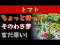 【トマト栽培】「わき芽はすぐ取る」は実は半分間違い!正しいタイミングを知るだけで収穫量がまったく変わります。