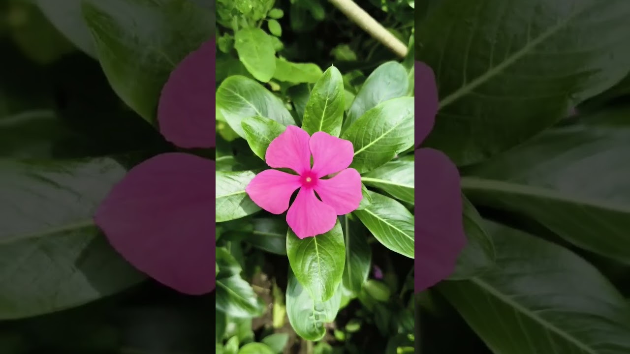 Coloring ♥️🤍💜💙💖नयनतारा flower 